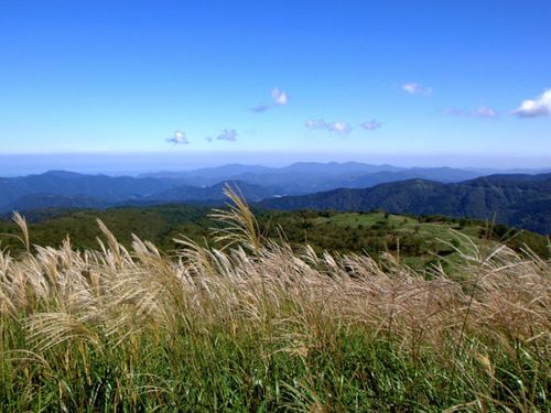 多様な生態系を育む上山高原のススキ草原