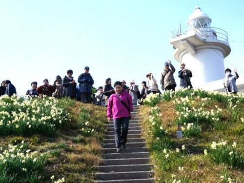 水仙と灯台ツアーの一幕。冬は多くの方が来島してくれます。