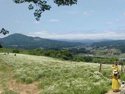 蔵王ハーブ園（カモミール畑）