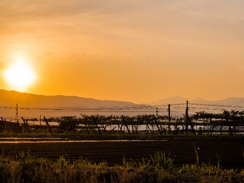 坂勘がある贄川宿から市街地に向かういつもの通り道。葡萄畑越しに沈む夕日と、北アルプスの端っこのシルエット。