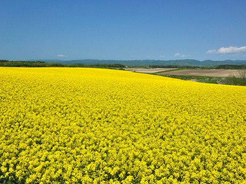 春には、一面の菜の花絨毯