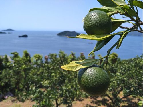 夏のみかん山で摘果体験