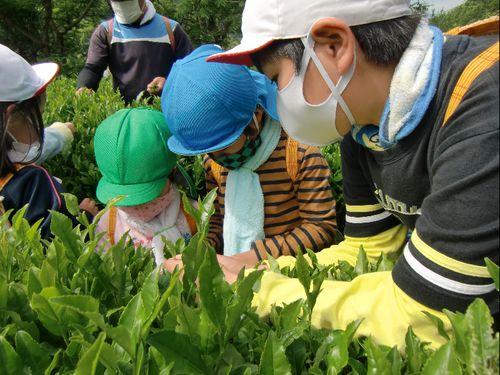 地場産業のお茶摘みでは、小学生が先生になって園児に教えます