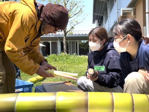 伸びすぎたタケノコはメンマに加工して販売します