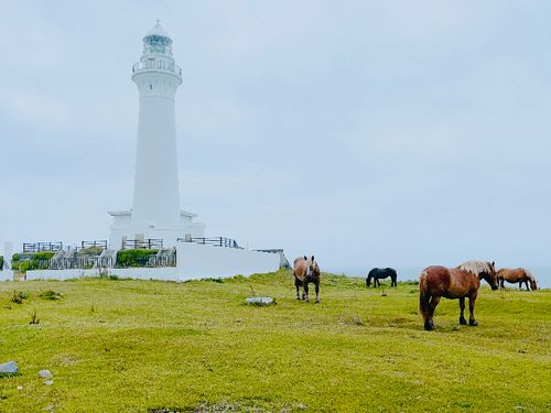尻屋埼灯台と寒立馬