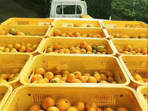 満杯になった蜜柑をトラックに乗せて、出発！