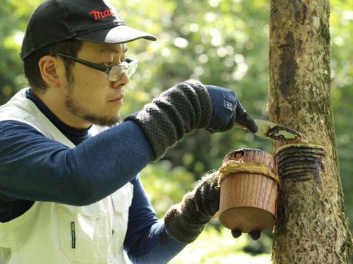漆掻きの様子