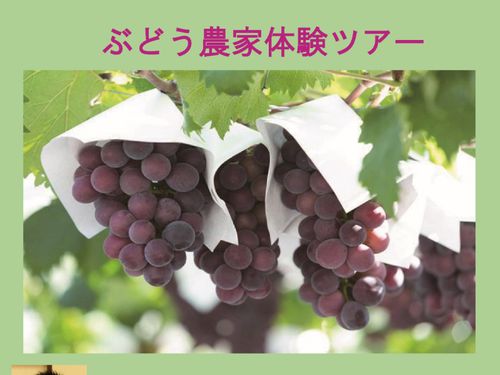 農業体験をさせてくださる移住者さんは、日本各地の産地を調べ、井原を選んだのだそう