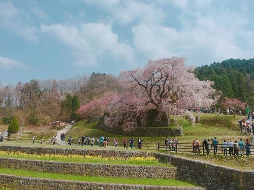 桜の名所としても名高い宇陀で桜フレーバーのビール作りもいいかも？！