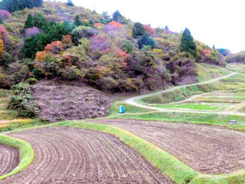 町に広がる棚田の風景