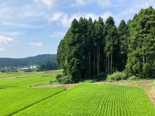 田んぼ