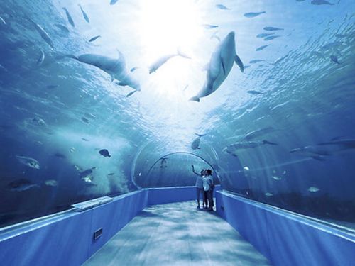 能登島にはジンベエザメもいる水族館も