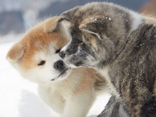 秋田犬
