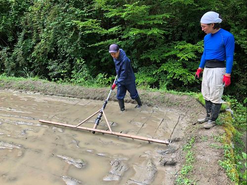 いなかパイプの田んぼでは自分たちでお米も作っています。