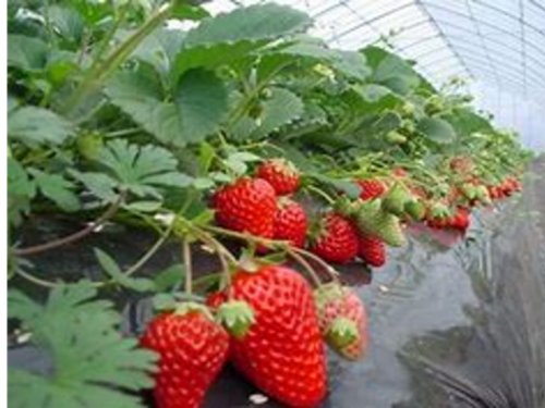 農林科の高校生が作る果物
