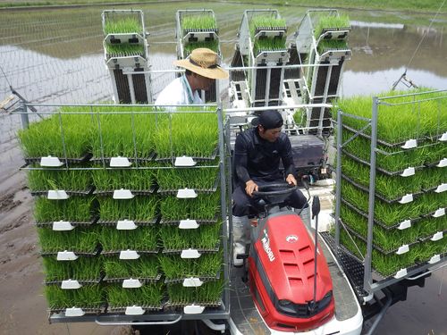農業スクール生の田植え指導