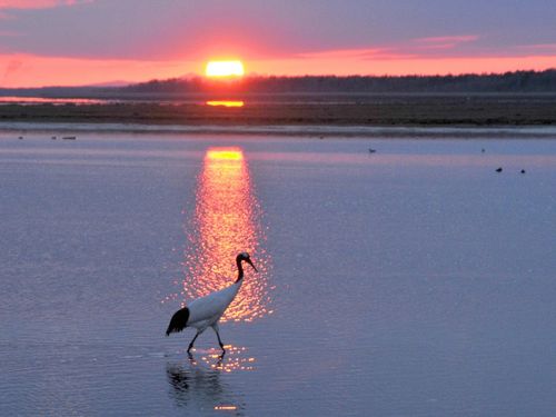 日本では根室でしか出会えない野鳥もいるんです！