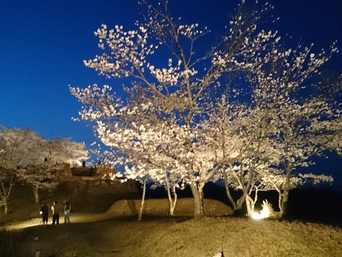 桜のライトアップ