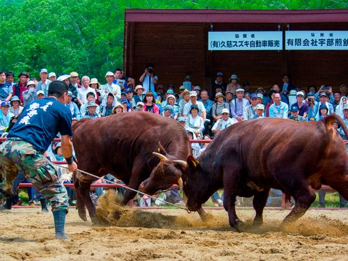 平庭闘牛大会