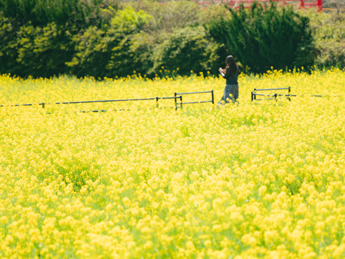 一面の菜の花畑 自然の中でひとりの時間も