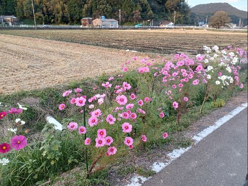 コスモス