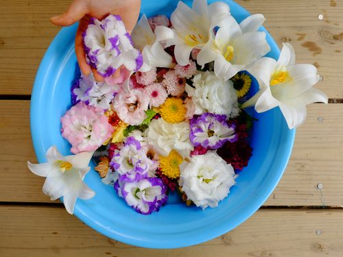 島の花たち