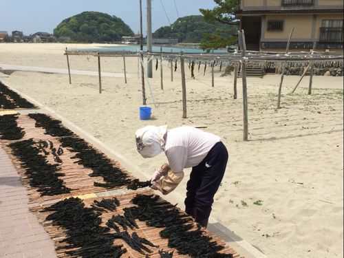 竹野の浜辺でワカメ干しをする人