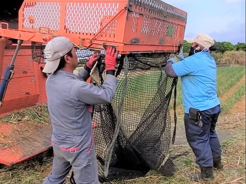 サトウキビの収穫補助業務