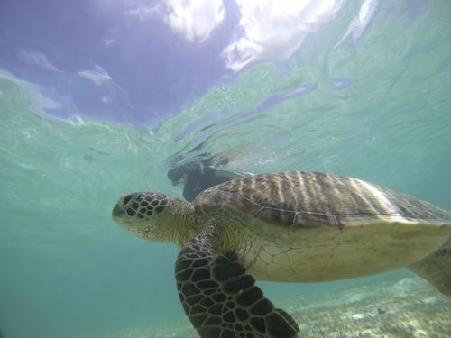 島内どこに住んでも、海まですぐ近く。ウミガメにも会えます。