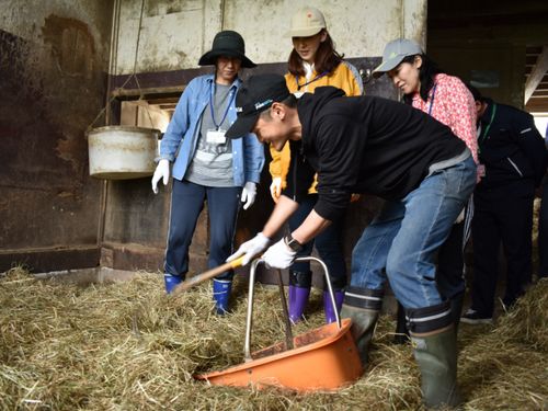 軽種馬牧場の厩舎で作業を体験