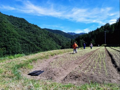 壁のような森と青空に囲まれての畑仕事は静寂の中で