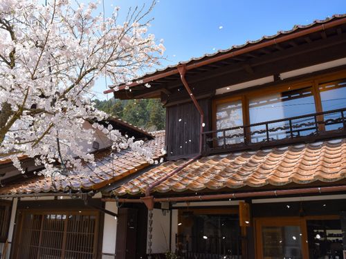 須貝邸のある通りは桜並木。春になると、お部屋から桜を望むことができます。
