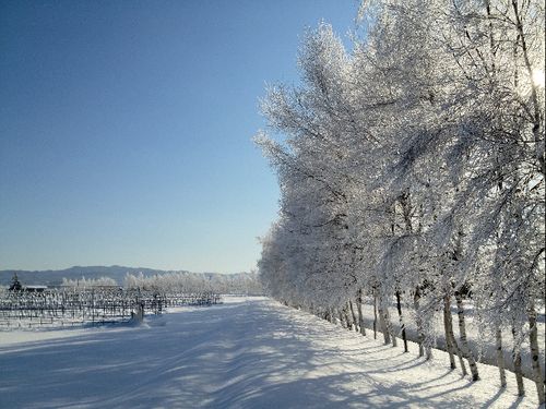 町内の冬の景色