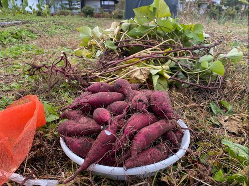 大規模ではなく、個人で様々な種類の野菜を育てている農家さんが多いです🥕