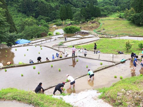 松谷棚田の田植え体験