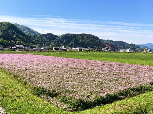 春　蓮華の花がさいた田園風景　