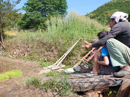 田んぼの草つき。木の田車のメカニズムを教わる。