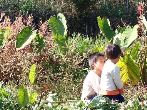 秋の里芋畑。お兄ちゃんの膝の上に座ってお話し中。