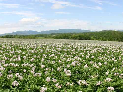 自然豊かな町