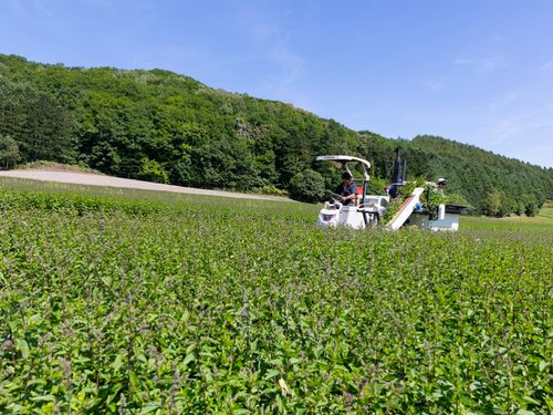 滝上町では和ハッカを生産しています！どの町村も個性豊かでたのしい西紋別。