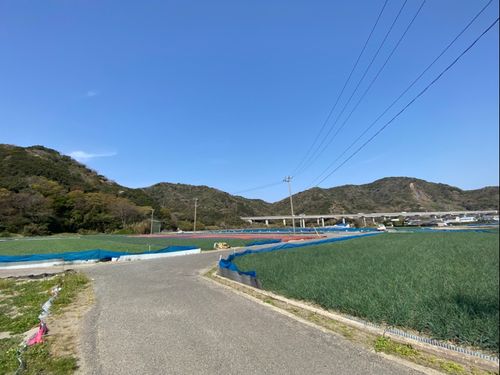 らっきょう畑の様子