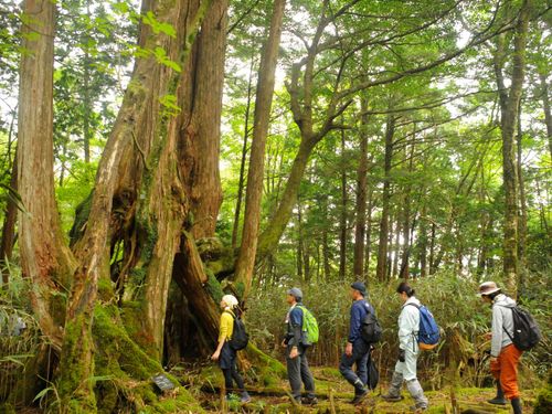 根下がりヒノキ