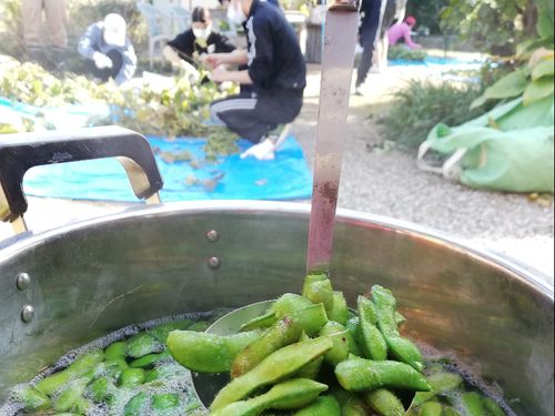 農ある暮らしの体験の様子（枝豆収穫）。
