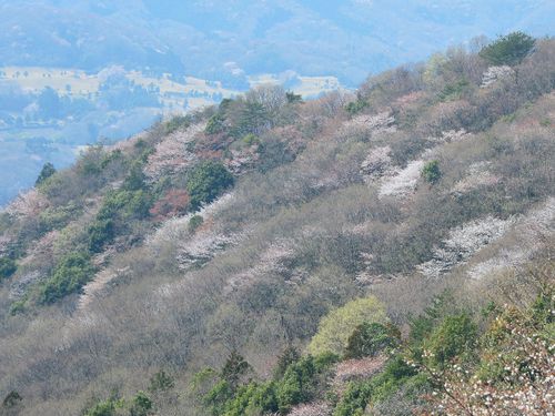 ヤマザクラは、咲く時期や花の色が個体ごとに異なるのが特徴です