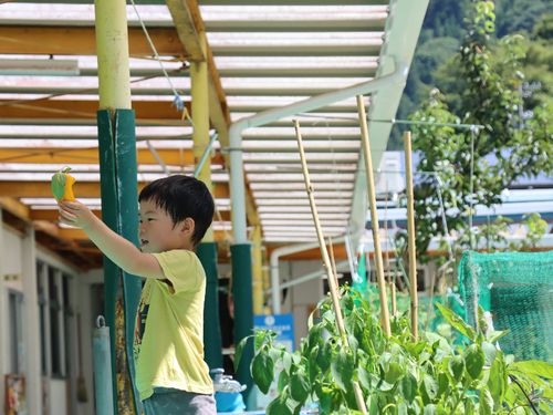 園庭で採れた野菜はすぐに調理室に運ばれ給食で味わいます！