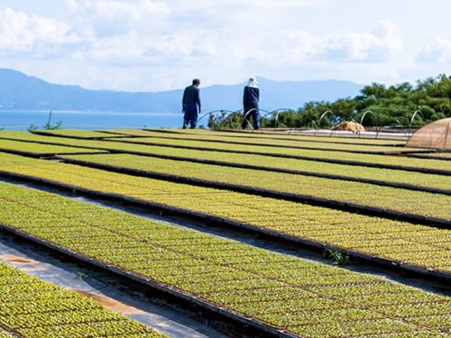 広大な畑で馬鈴薯を中心に様々な作物を生産しています。