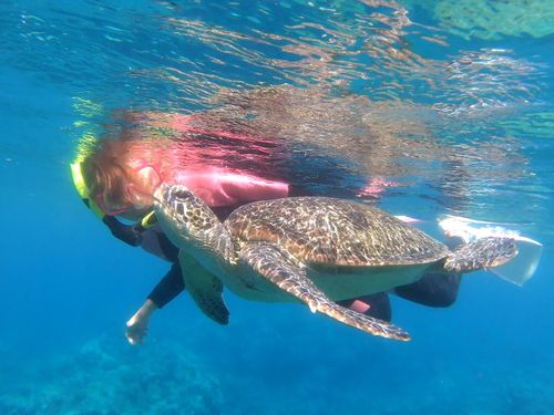 海はウミガメとふれあえるほど美しい（提供：自然体験アクティビティ専門店『Feel it』）