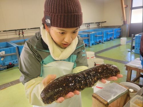 なまこの加工現場でBigサイズに驚く半官半X職員