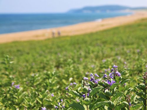 加賀市内の海岸では釣り人やサーファーを楽しむ人も。