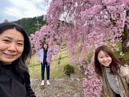 桜の季節に村内アテンド